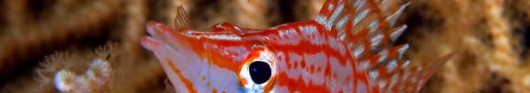 International Coral Reef Standard Ltd